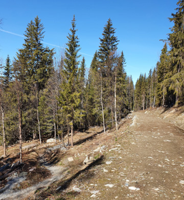 Bild på en grusväg i skog.