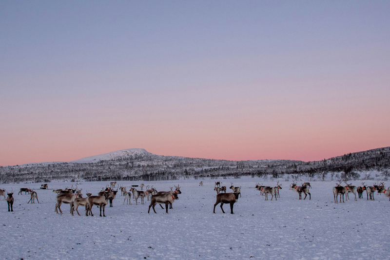 Många renar står på en öppen, snöig  yta med fjäll i bakgrunden. 