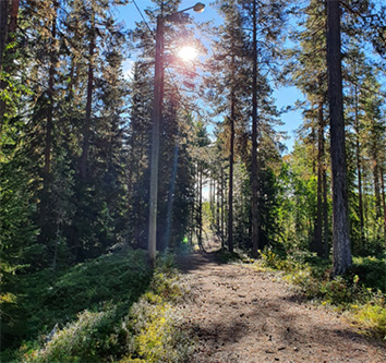 Bild på ett gräsbeklätt elljusspår i skogen.