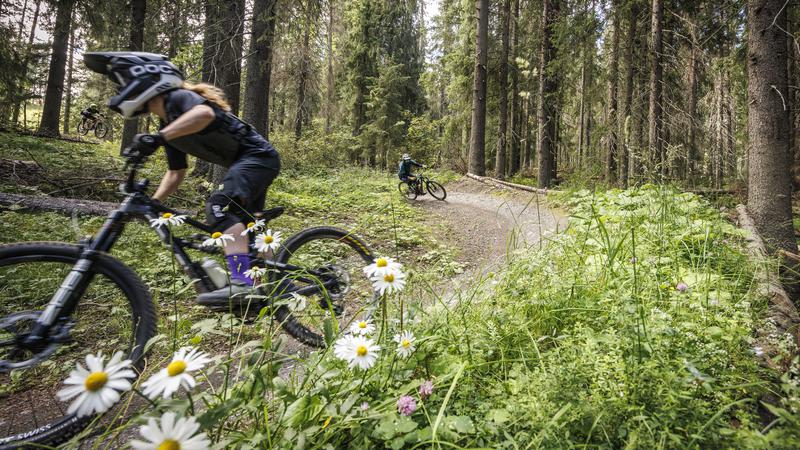 Två personer cyklar downhill på downhillbanan på Frösön, Östersund.